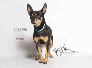Chipin Dogs for adoption in Moreno Valley, CA, USA