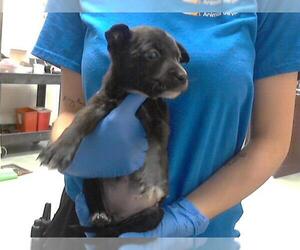 Chihuahua-Unknown Mix Dogs for adoption in Fayetteville, NC, USA