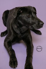 Labrador Retriever Dogs for adoption in Hughesville, MD, USA