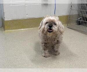 Maltipoo (Miniature) Dogs for adoption in Grand Prairie, TX, USA