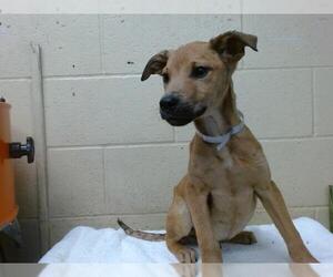 Labrador Retriever-Staffordshire Bull Terrier Mix Dogs for adoption in Downey, CA, USA