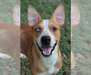 American Pit Bull Terrier-Unknown Mix Dogs for adoption in El Centro, CA, USA