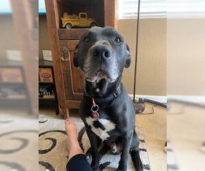 American Pit Bull Terrier-Labrador Retriever Mix Dogs for adoption in Chandler, AZ, USA