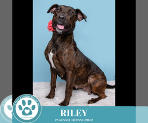Rottweiler-American Pit Bull Terrier Dogs for adoption in Kimberton, PA, USA