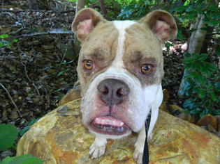 Bulldog Dogs for adoption in Randleman, NC, USA