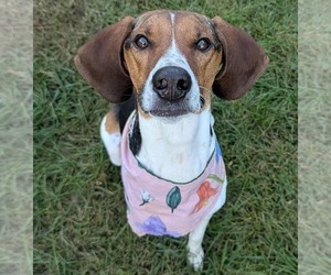 Treeing Walker Coonhound-Unknown Mix Dogs for adoption in Brooklyn Center, MN, USA