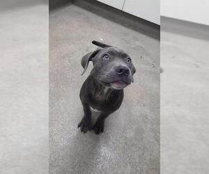 Mutt Dogs for adoption in HESPERIA, CA, USA