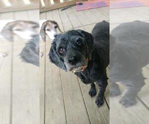 Cocker Spaniel Dogs for adoption in Cincinnati, OH, USA