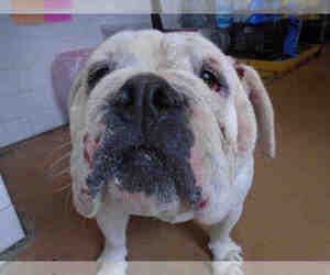 Bulldog Dogs for adoption in Chula Vista, CA, USA