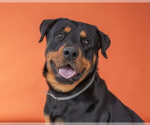 Rottweiler Dogs for adoption in Pasadena, CA, USA