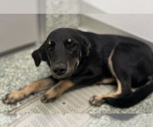 Labrador Retriever Dogs for adoption in Salisbury, NC, USA