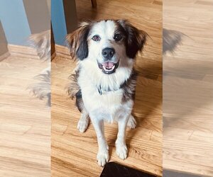 Australian Shepherd-Unknown Mix Dogs for adoption in Des Moines, IA, USA