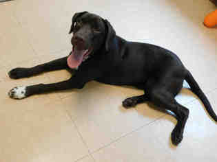Lab-Pointer Dogs for adoption in Belleville, IL, USA