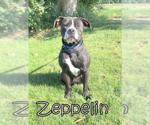 American Pit Bull Terrier Dogs for adoption in Tremont, IL, USA