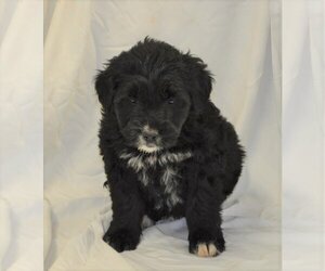 Labradoodle Dogs for adoption in Silver Spring, MD, USA