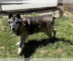 German Shepherd Dog Dogs for adoption in Modesto, CA, USA