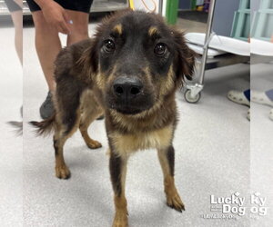Mutt Dogs for adoption in Washington, DC, USA