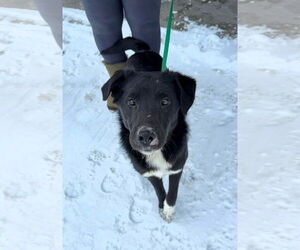Mutt Dogs for adoption in Shelburne, VT, USA