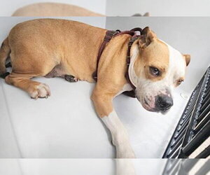 American Pit Bull Terrier-Unknown Mix Dogs for adoption in Houston, TX, USA