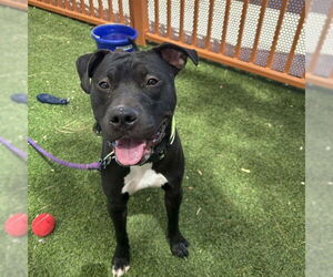 Mutt Dogs for adoption in Las Vegas, NV, USA