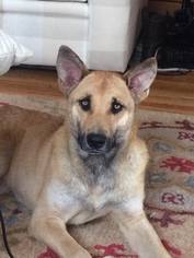 Medium Photo #1 German Shepherd Dog-Unknown Mix Puppy For Sale in Princeton, MN, USA