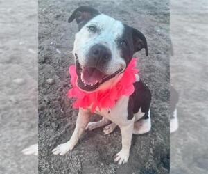 American Staffordshire Terrier Dogs for adoption in Fort Lauderdale, FL, USA