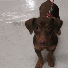 Medium Photo #1 Dachshund-Unknown Mix Puppy For Sale in League City, TX, USA