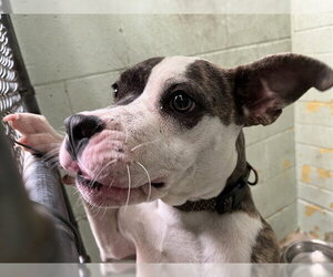 Mutt Dogs for adoption in Stockton, CA, USA