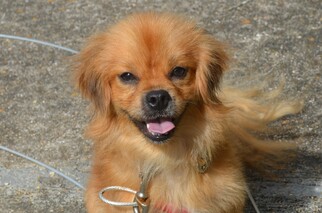 Pomeranian-Unknown Mix Dogs for adoption in Harpswell, ME, USA