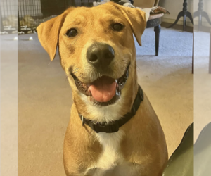 Carolina Dog-Unknown Mix Dogs for adoption in Boerne, TX, USA