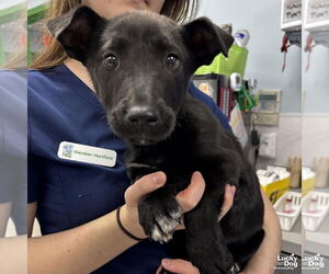 Labrador Retriever-Unknown Mix Dogs for adoption in Washington, DC, USA