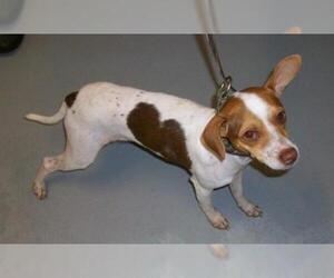 Jack-Rat Terrier Dogs for adoption in Missouri City, TX, USA