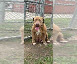 Mastiff-Unknown Mix Dogs for adoption in Pasadena, TX, USA