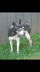 Jack Russell Terrier-Unknown Mix Dogs for adoption in Decatur, AL, USA