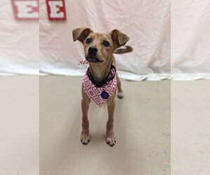 Greyhound-Labrador Retriever Mix Dogs for adoption in Bryant, AR, USA