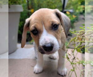 Beagle Dogs for adoption in Brooklyn Center, MN, USA