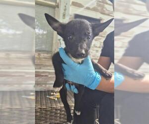 German Shepherd Dog-Unknown Mix Dogs for adoption in San Antonio, TX, USA