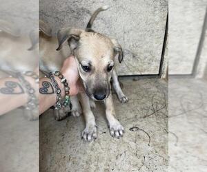 Mutt Dogs for adoption in Oklahoma City, OK, USA