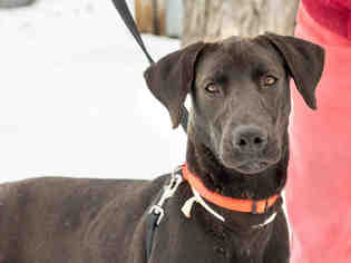 View Ad: Great Dane-Weimaraner Mix Dog for Adoption near Ohio, Maumee, USA. ADN-415594