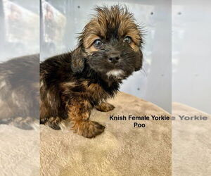 Poodle (Miniature)-Unknown Mix Dogs for adoption in Studio City, CA, USA