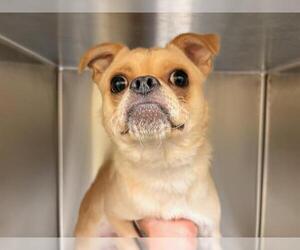 Chug Dogs for adoption in Orange, CA, USA