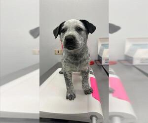 Mutt Dogs for adoption in Corpus Christi, TX, USA