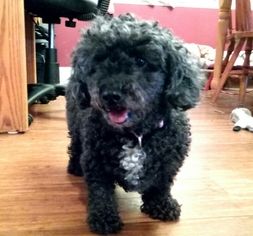 Poodle (Toy)-Unknown Mix Dogs for adoption in Bealeton, VA, USA
