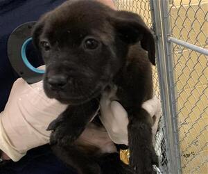 German Shepherd Dog-Unknown Mix Dogs for adoption in Tulsa, OK, USA