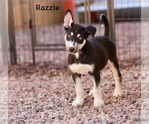 Greater Swiss Mountain Dog-Huskies  Mix Dogs for adoption in Cave Creek, AZ, USA
