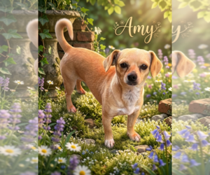 Chihuahua Dogs for adoption in Menifee, CA, USA
