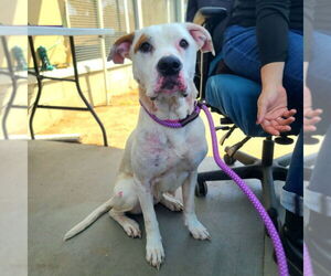 American Pit Bull Terrier Dogs for adoption in Long Beach, CA, USA