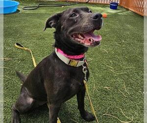 American Pit Bull Terrier-Unknown Mix Dogs for adoption in Las Vegas, NV, USA