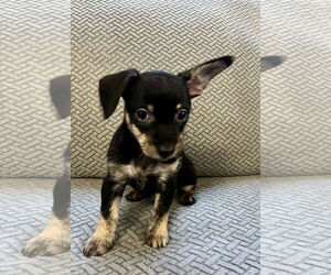 Mutt Dogs for adoption in Plainfield, IL, USA