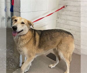 German Shepherd Dog Dogs for adoption in San Bernardino, CA, USA
